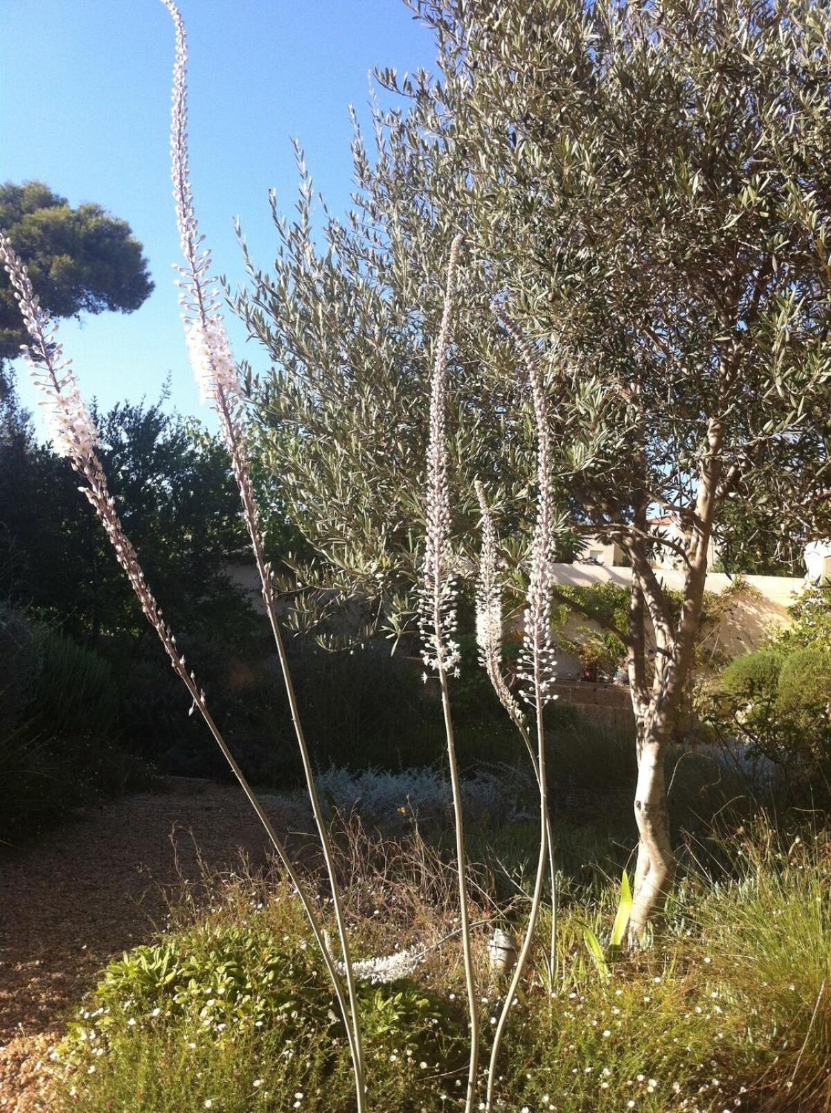 Mediterranean Stone *